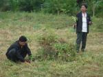 โครงการปลูกต้นไม้ 